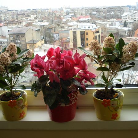 Liliacul japonez si Cyclamen